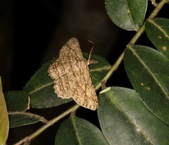 Hypomecis transcissa