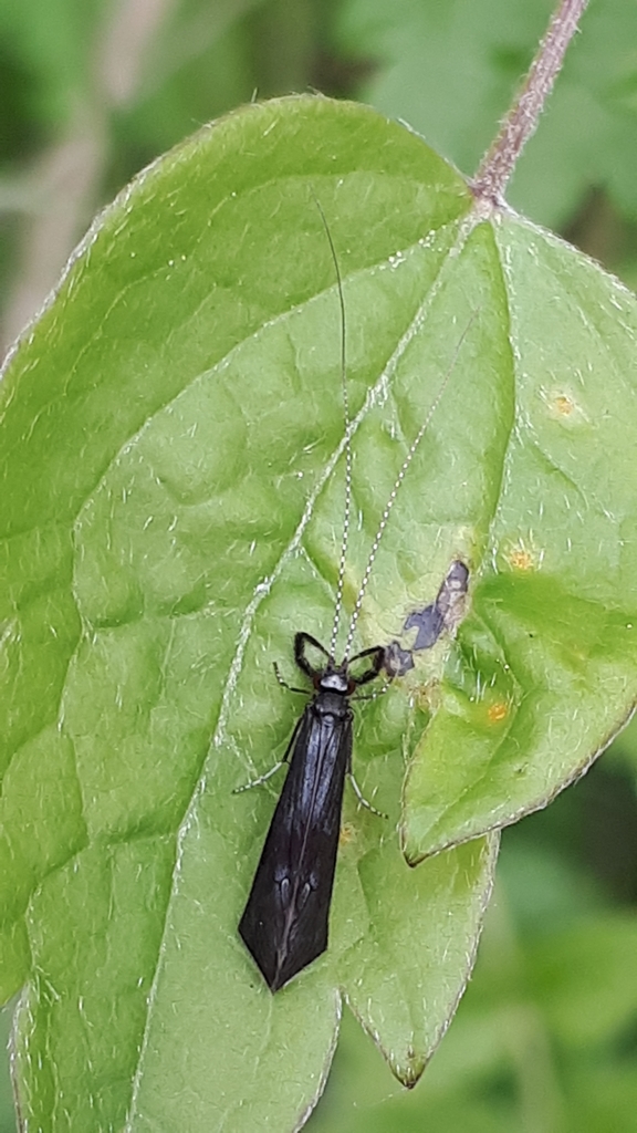 Mystacides niger