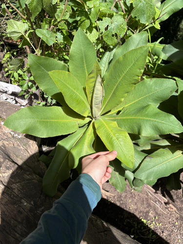 Bocconia vulcanica (Bocconia vulcanica)