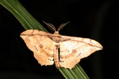 Hyposidra infixaria