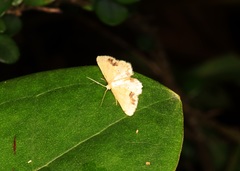 Idaea chotaria