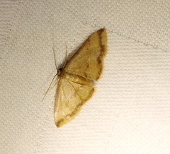 Idaea impexa