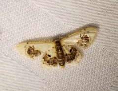 Idaea macrospila