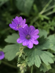 Geranium