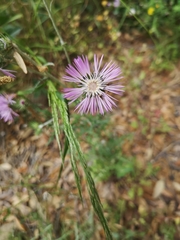 Galactites tomentosus