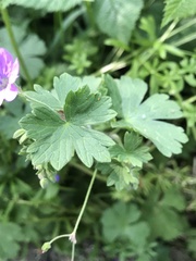 Geranium