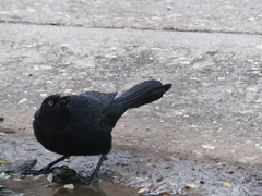 Quiscalus niger