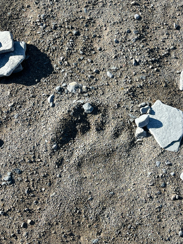 Black Bear sighting near Baffin
