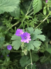 Geranium