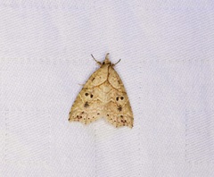 Olulis puncticinctalis