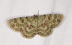 Ophthalmitis herbidaria