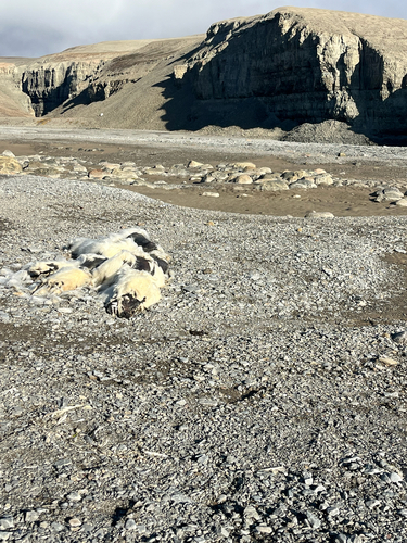 Black Bear sighting near Baffin