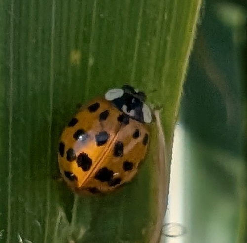 Asian Lady Beetle