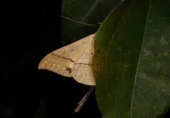 Oxyodes scrobiculata