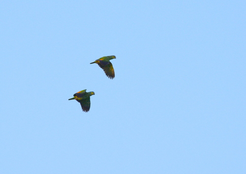 Orange-winged Amazon