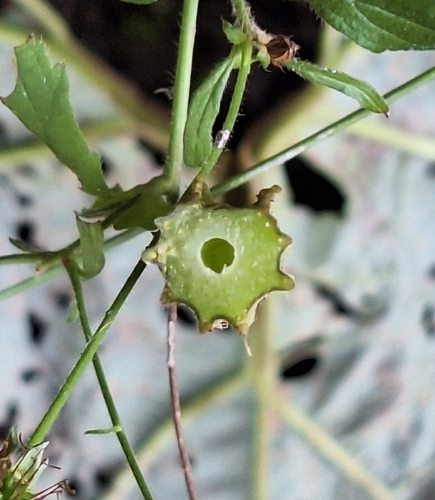 Petasites hybridus, photograph 6