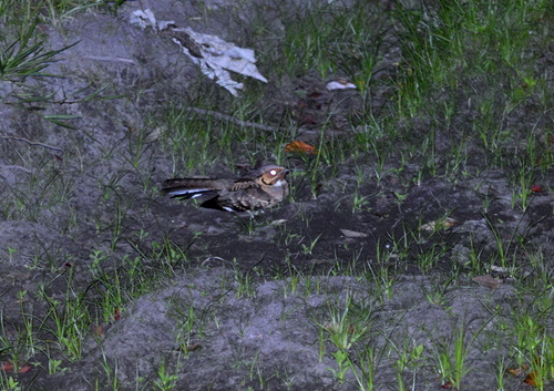 Common Pauraque