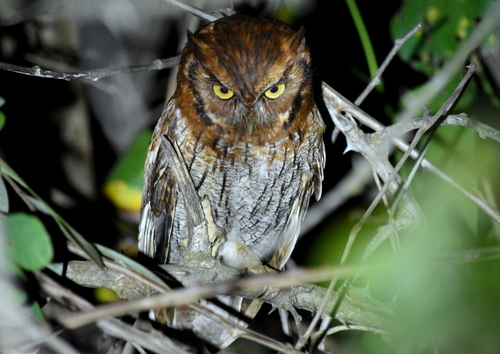 Tropical Screech-Owl