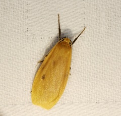 Paralithosia shaowuica