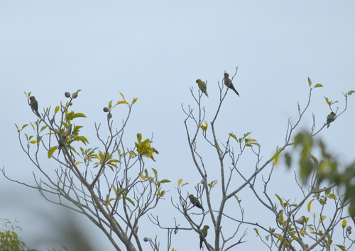 Golden-capped Parakeet