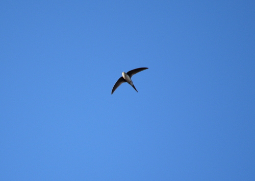 Fork-tailed Palm Swift