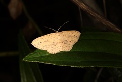 Perixera decretarioides