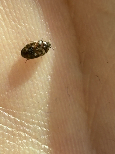Tricolored Carpet Beetle