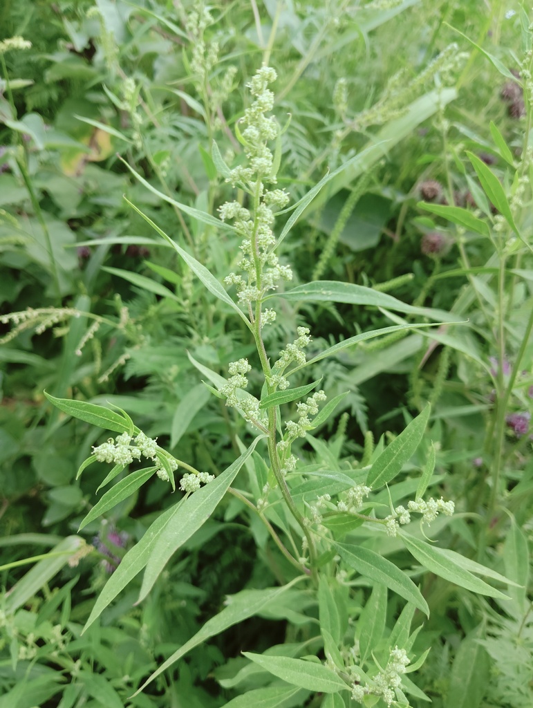Common Orache