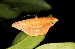 Pseudonadagara semicolor