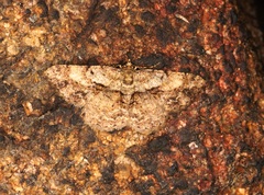 Psilalcis galsworthyi