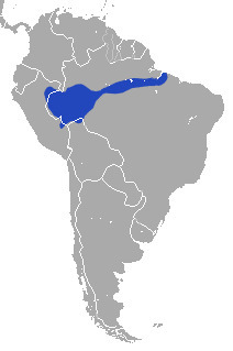 Amazonian Short-tailed Opossum