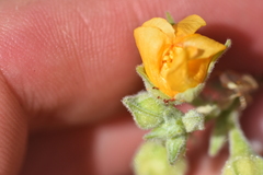 author not stated, no rights reserved Abutilon parishii, photograph author not stated, no rights reserved