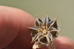 Abutilon parishii