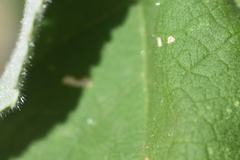 Abutilon parishii, photograph author not stated, no rights reserved