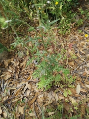 Galactites tomentosus