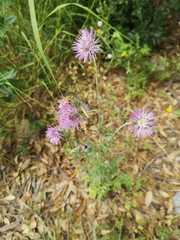 Galactites tomentosus