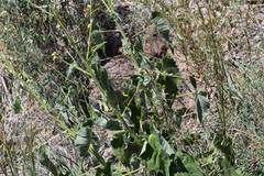 author not stated, no rights reserved Abutilon parishii, photograph author not stated, no rights reserved