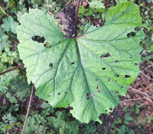 Petasites kablikianus (Petasites kablikianus)