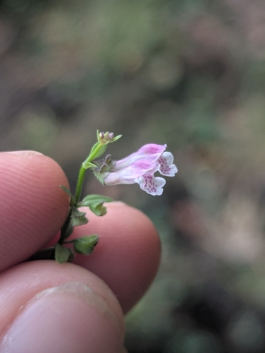Scutellaria minor, photograph 5