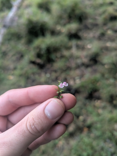 Scutellaria minor, photograph 6
