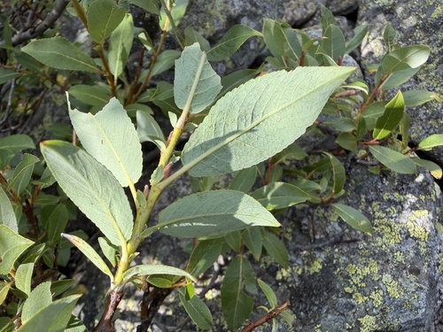 Salix hastata, photograph 3