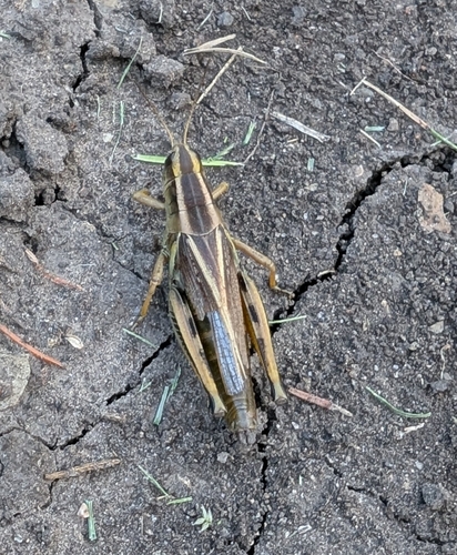 Two-striped Grasshopper