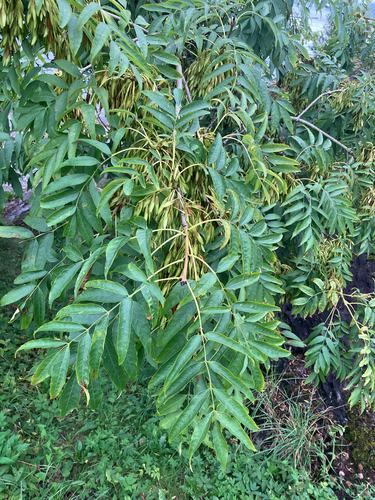 European ash