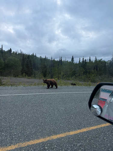 Black Bear sighting near Haines Rd