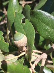 (c) Eleanor Pate, some rights reserved (CC BY) Quercus fusiformis, photograph (c) Eleanor Pate, some rights reserved (CC BY)