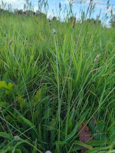 ribwort plantain