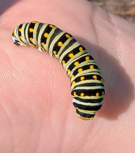 Black Swallowtail