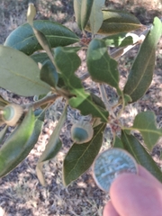 (c) Eleanor Pate, some rights reserved (CC BY) Quercus fusiformis, photograph (c) Eleanor Pate, some rights reserved (CC BY)