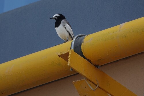 White Wagtail