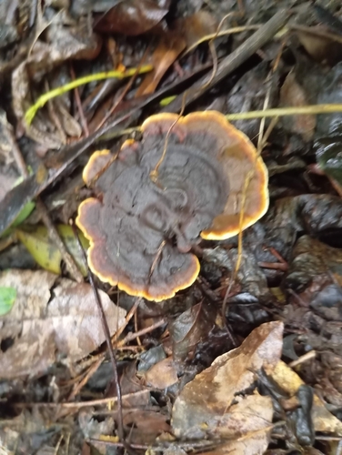 Coltricia montagnei (Coltricia montagnei)